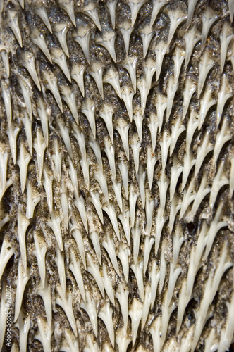 spiney
