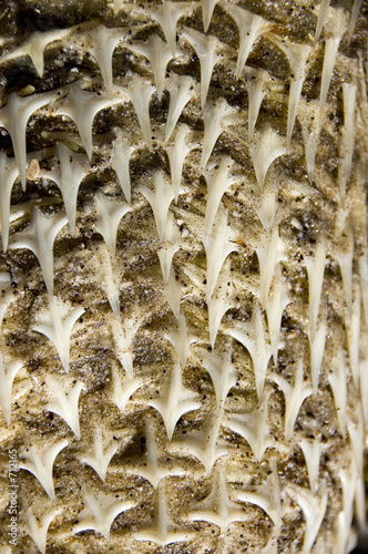 spines