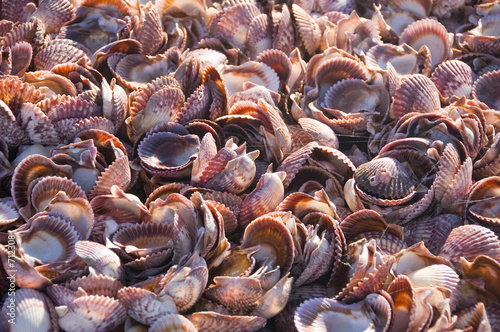 shells