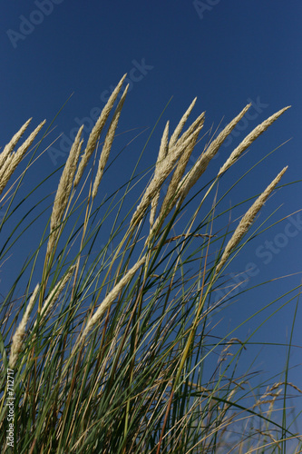 schaukeln im wind