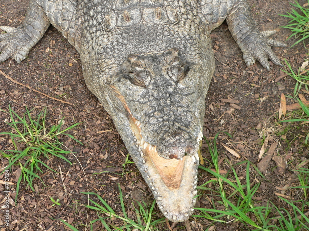 Fototapeta premium fresh water croc