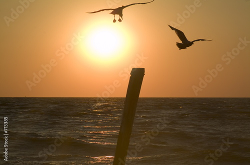 cape may sea gull at sunset photo