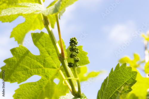 grape cluster photo