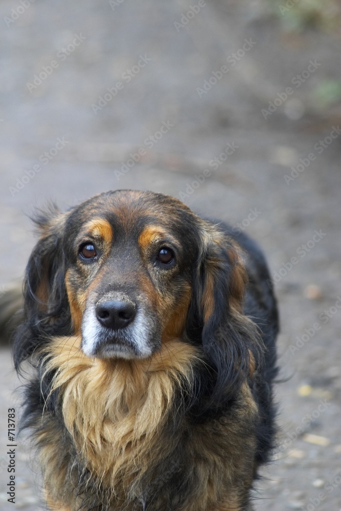 lost dog
