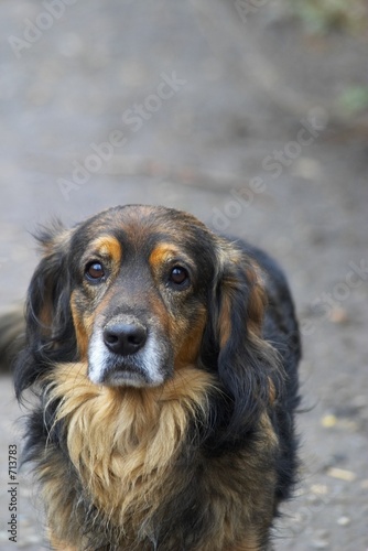 lost dog