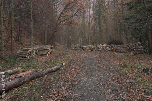 forest