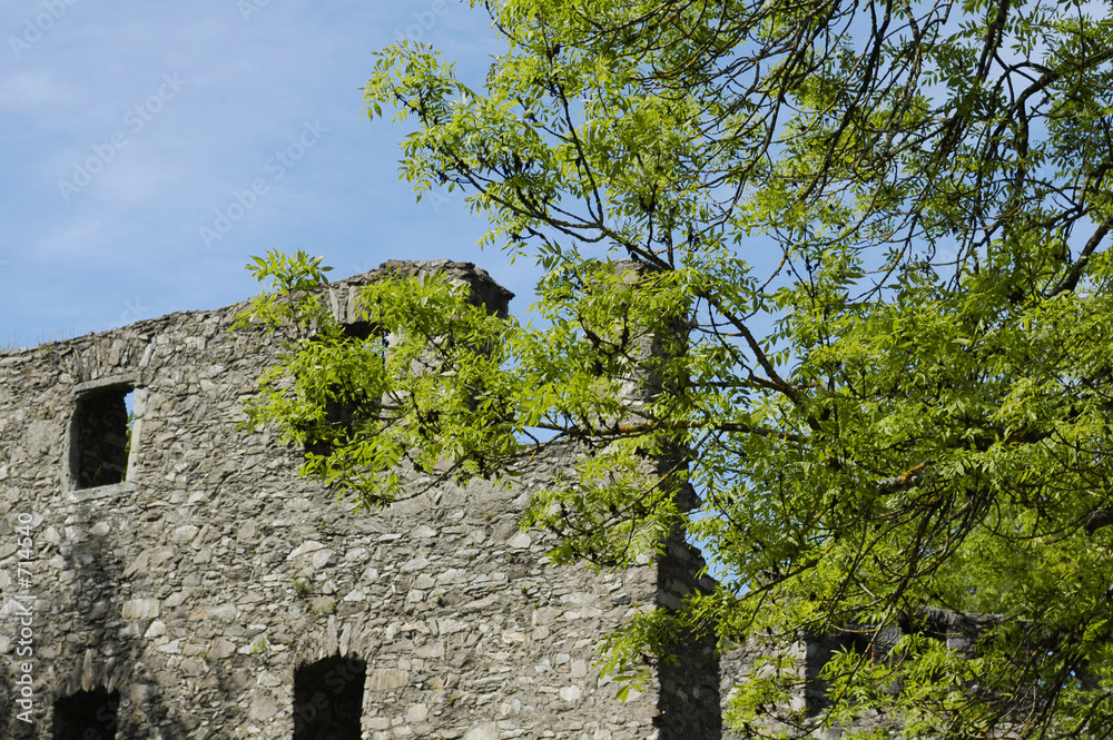 Fototapeta premium ruine mit baum