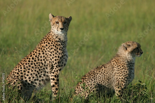 femelle guépard et son petit 3