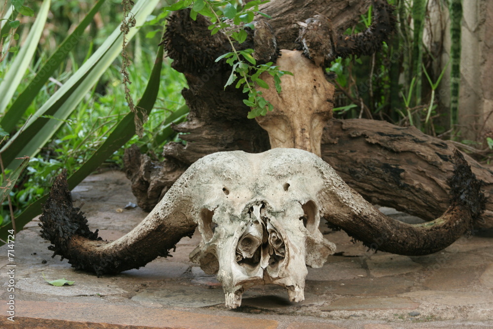 crâne de buffle fig tree camp