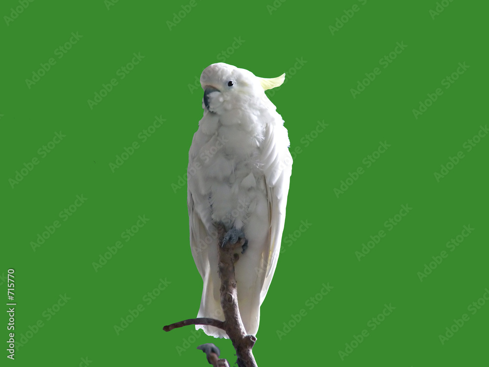 bird bird