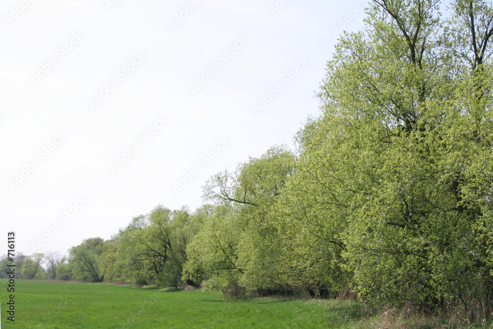 field and trees