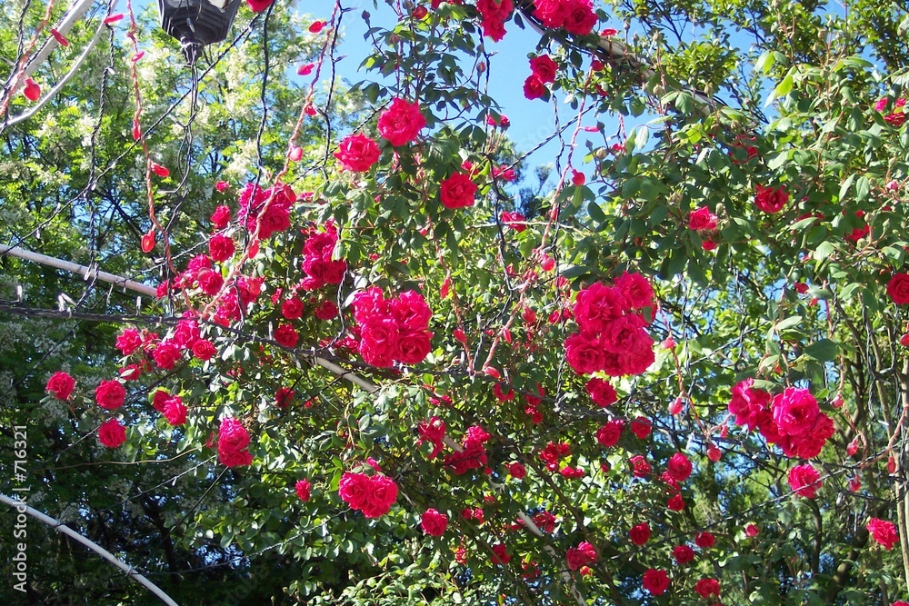 Naklejka premium roses in camlica