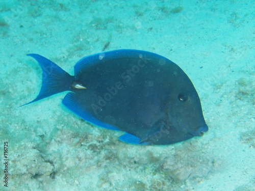 blue fish