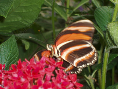orange and brown butterfly on a pink flower