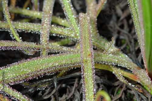 drosera photo