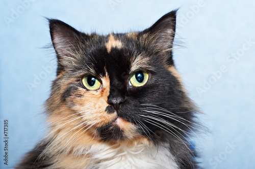 cat portrait