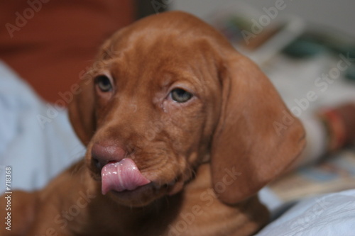Fotografie vizsla puppy licking nose cute head shot