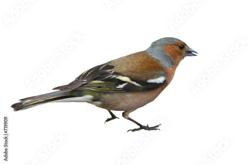 chaffinch © KDImages