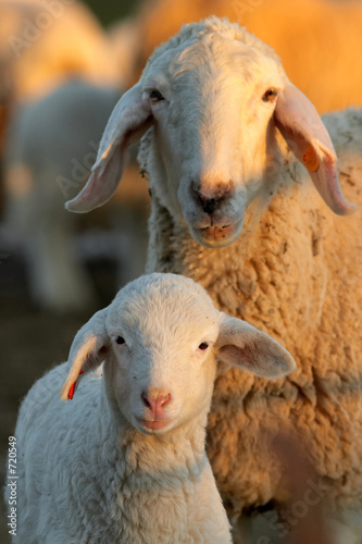 ewes