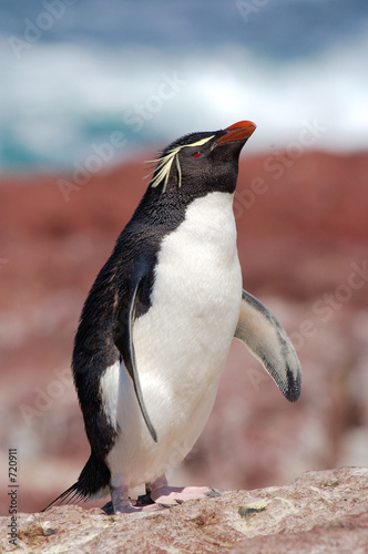 rockhopper peguin, manchot, pingouin photo