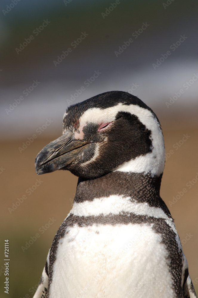 Fotografie manchot, pingouin
