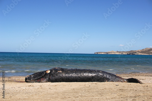 baleine morte echouer