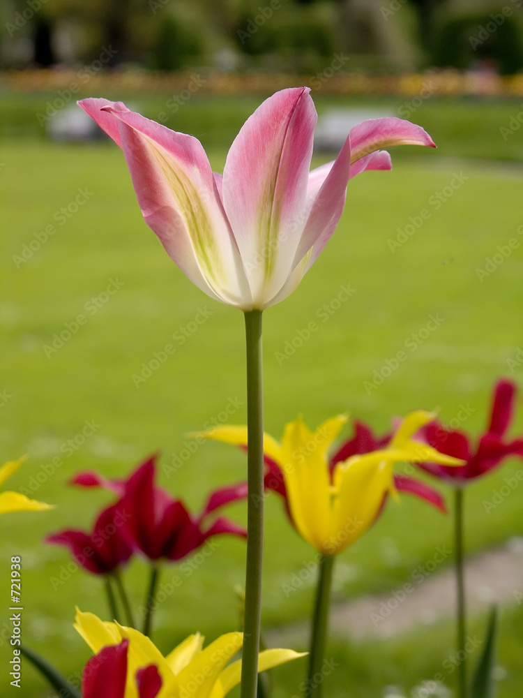 Obraz premium blühende tulpe