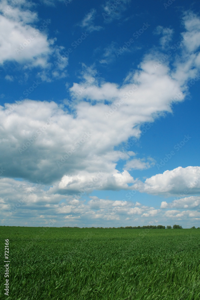 wheaten field, landscape