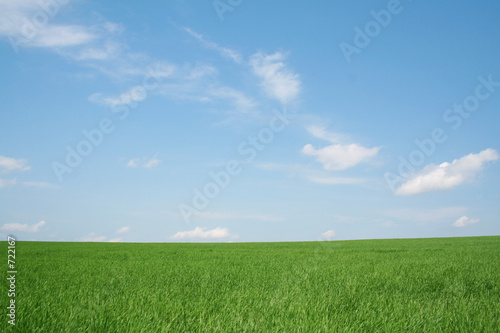 wheaten field, landscape