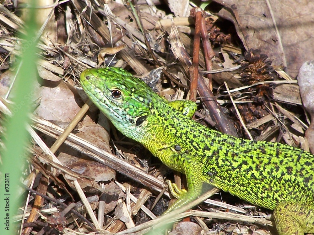 lézard vert avec tiques