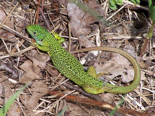 lézard vert mâle au soleil