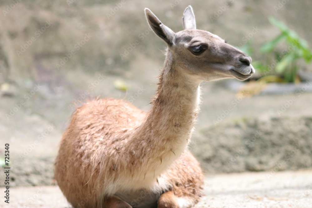alpaca alpaca