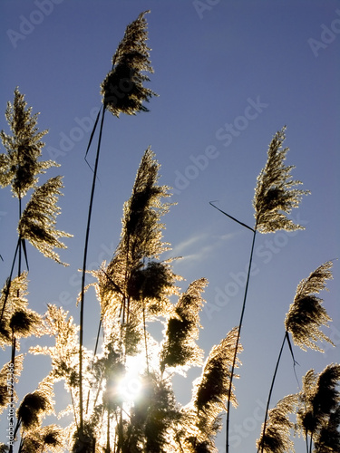 schilf im gegenlicht photo