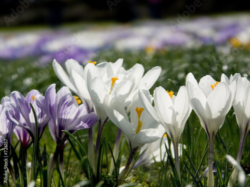 frühlingsblumen