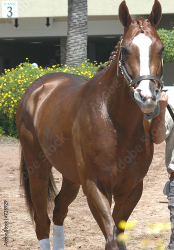 race horse