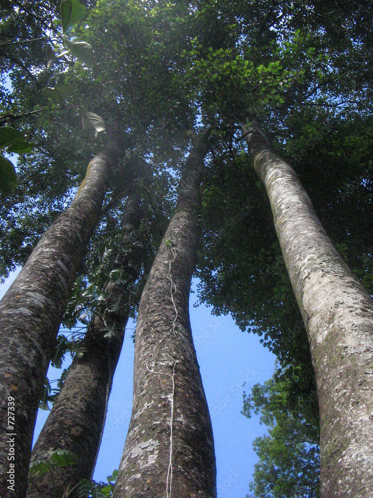 Fototapeta premium high trees