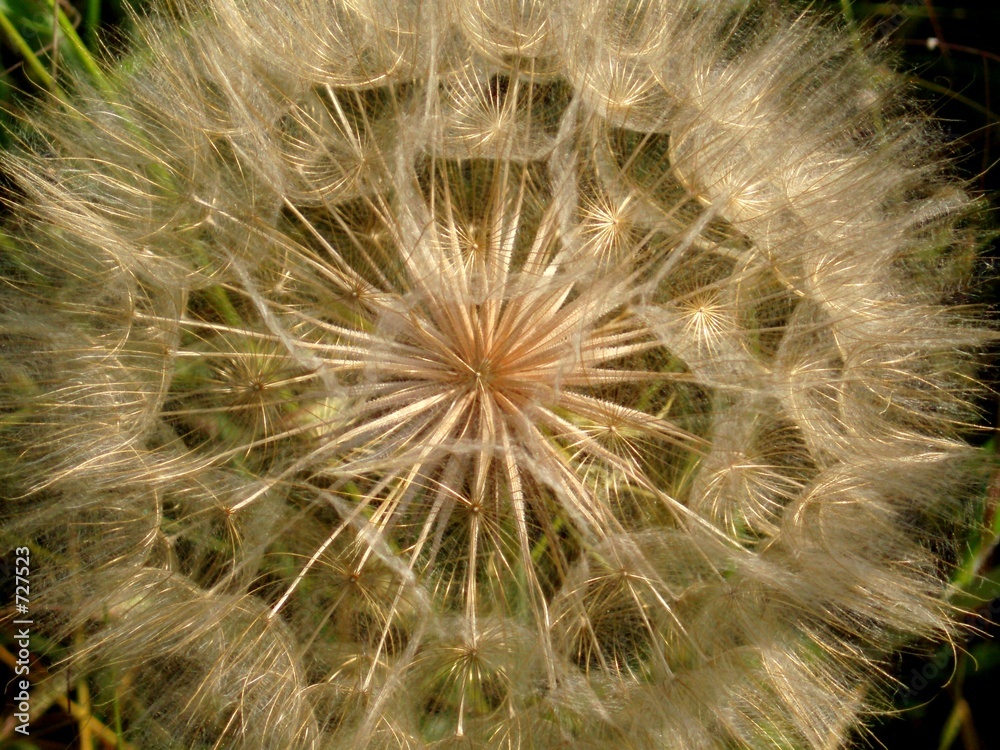 golden dandelion golden dandelion