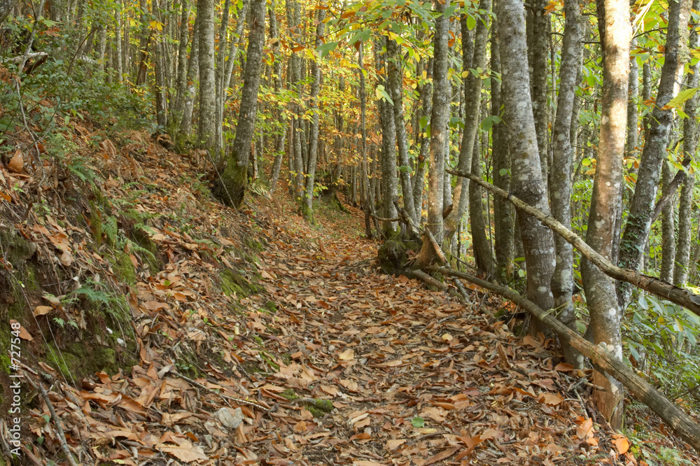 Fototapeta premium autumn