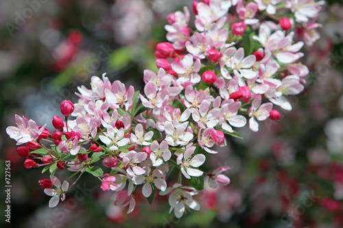 cherry blossom branch