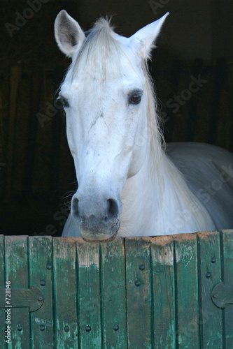 horse in stable © JoLin