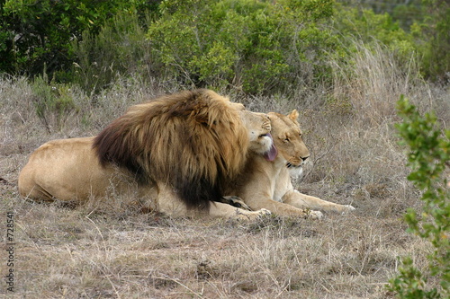 lion licking lioness