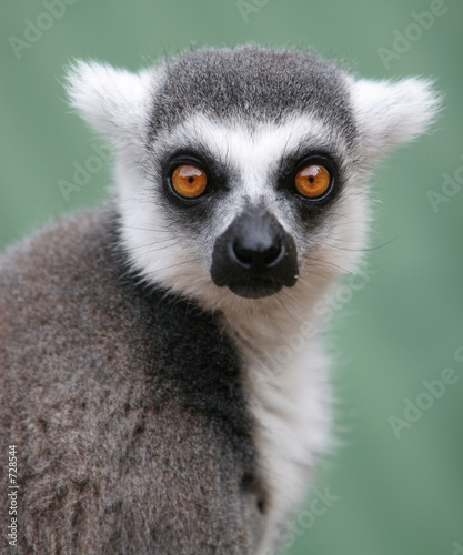 ring tailed lemur stare