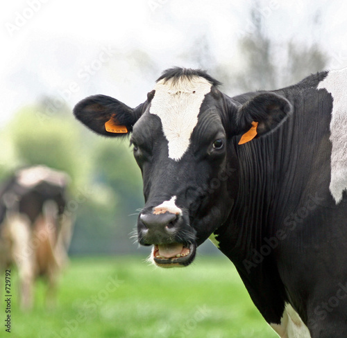 vache 4