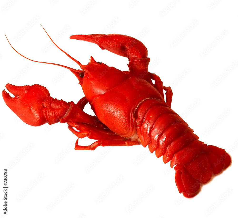 Fotografie crawfish
