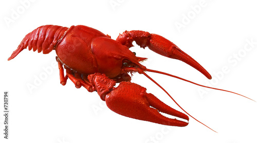 crawfish