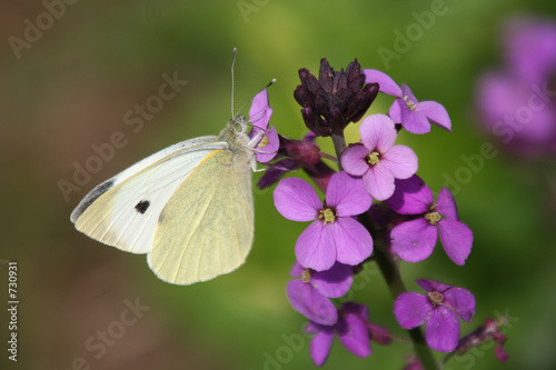cabbage white butterfly #730931