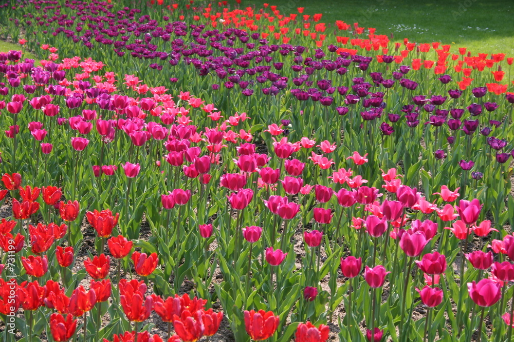 tulpen in allen farben