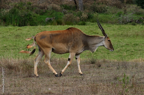 eland walking