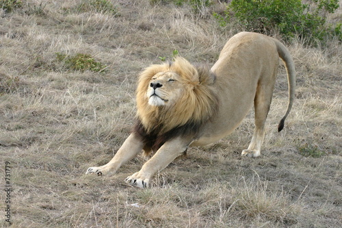 lion stretching