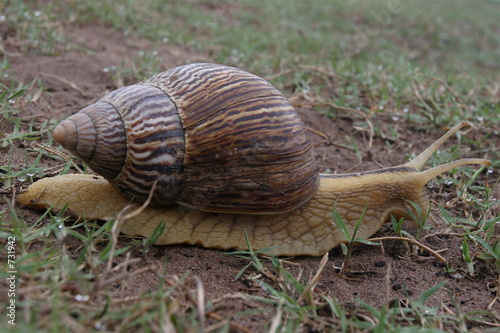 giant african snail
